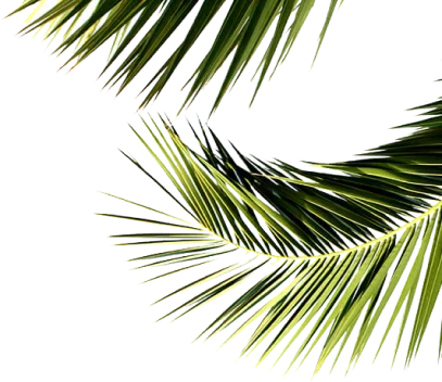 DWTN Residences leaves image